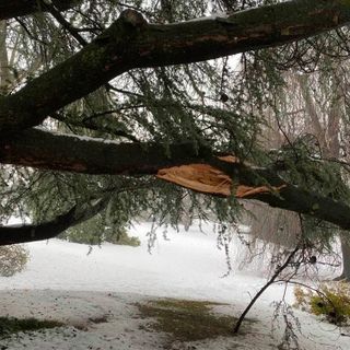 Alberi pericolanti, la provincia di Varese è seconda per interventi in Lombardia