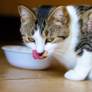Cibo per gatti sterilizzati: meglio l'umido o il secco?