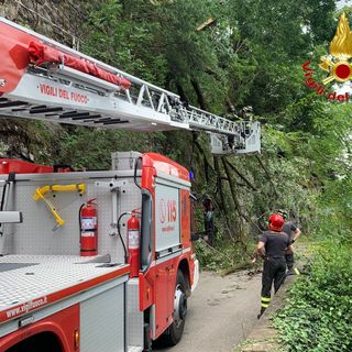 FOTO. Luino, albero piomba sulla strada. Vigili del fuoco in azione