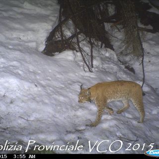 VIDEO. È tornata la lince sui monti della val d'Ossola: un filmato "cattura" lo splendido felino