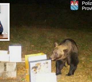 L'orso ripreso a Trontano, nel riquadro Luigi Spadone