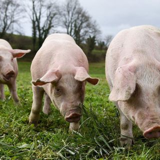 Coldiretti Varese: «Basta speculazioni sui maiali. Urge il tavolo suinicolo nazionale»
