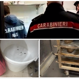 Lago Maggiore, panificio invaso da colonie di blatte: i Nas fanno scattare i sigilli