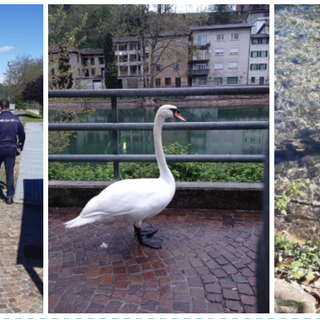 Cigno &quot;confuso&quot; sul lungolago di Lavena Ponte Tresa. La polizia locale lo &quot;scorta&quot; riportandolo in acqua