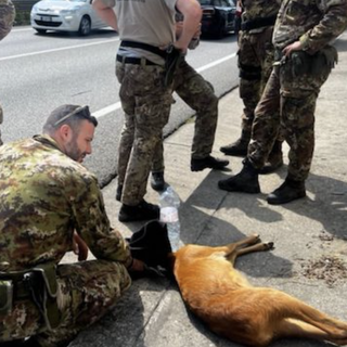I militari al lavoro per soccorrere il capriolo ferito (foto da LuinoNotizie.it)