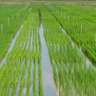 Riso, crolla la produzione in Lombardia: meno 200 milioni di chili