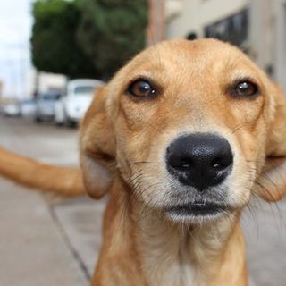 Quali sono le razze di cane più richieste?