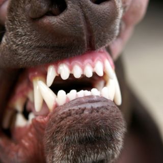 Cani lasciati liberi, Prefettura e Ats Insubria mettono ordine: «Serve più responsabilità dei propretari»