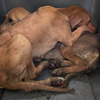 Alcuni animali soccorsi, la dottoressa Pais con Palla e altri cagnolini e gli aiuti che stanno arrivando