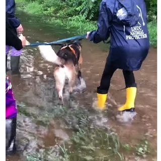 Canile ancora sott'acqua, l'appello della Lega del Cane: «Aiutateci a farci spostare»