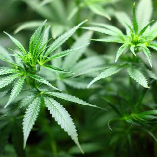 Cannabis 'light': cos’è e cosa dice la normativa vigente