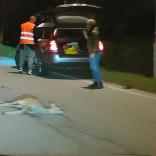Quel gesto amorevole verso il capriolo ferito a morte che non lascia indifferenti