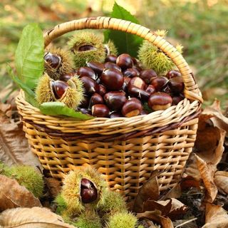 CHE FARE NEL WEEKEND – Tra zucca, castagne e le giornate FAI, ottobre festeggia l’autunno