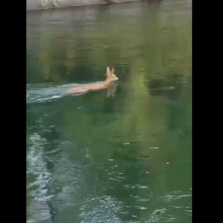VIDEO - Un cerbiatto scivola nella diga del Panperduto e si salva nuotando fino a riva