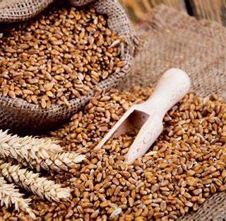 Prezzo dei cereali a +11%, agricoltori del Varesotto preoccupati per le ripercussioni su latte e carne