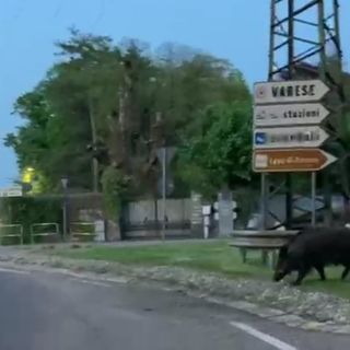 VIDEO. Cinghiali sempre più presenti in città, un altro esemplare ripreso davanti all’Esselunga