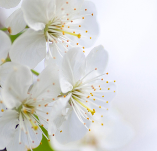 Convegni studio di Bio-Esperia per coltivare in Modo Naturale con Successo