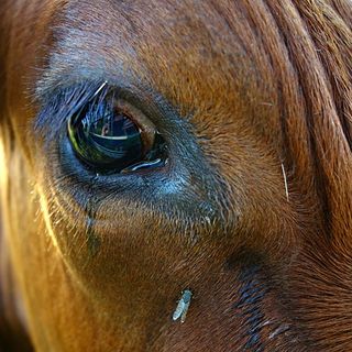 Inter, alla festa scudetto una mucca imbrattata. Parte la denuncia dell’Oipa