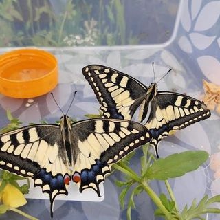 Mesenzana, “le farfalle della Materna”: nascono grazie ai bambini e volano in cielo da Giada e Alessio