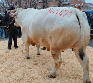 Da tutta Italia per la Fiera del Bue Grasso di Carrù... in edizione imbiancata [FOTO e VIDEO]