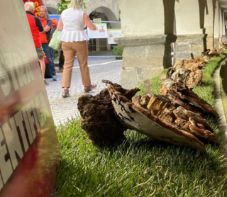 Entra nel vivo la 61^ edizione della Mostra del Fungo di Ceva [FOTO E VIDEO]