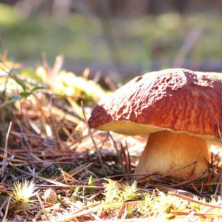 Tempo di funghi, ecco come sta andando la stagione dalle nostre parti