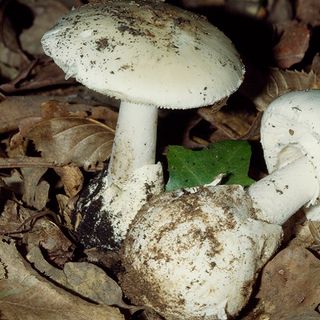 Ats Insubria sul consumo sicuro di funghi: «Far verificare la commestibilità dai nostri micologi»