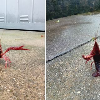 L'inchino del gambero rosso della Louisiana immortalato da una nostra lettrice a Capolago