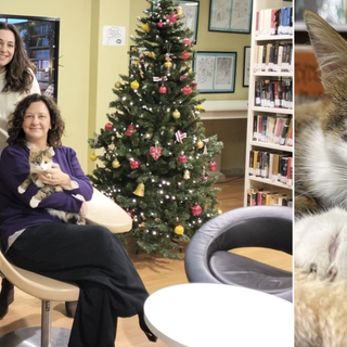 La favola di Natale più bella in biblioteca miagola e si chiama Biba