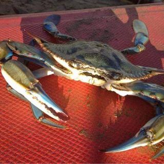Una specie aliena di granchio scoperta sulla riviera ligure