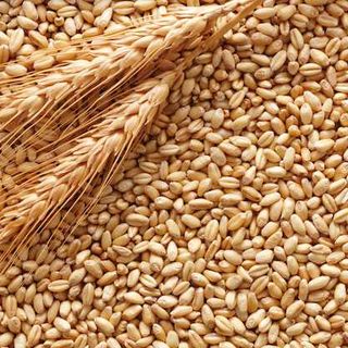 Grano e mais, prezzi ancora in caduta libera. Colombo (Coldiretti Varese): «Servono garanzie»
