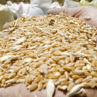 «Bene stangata sul grano di Putin. Tutelare Italia da invasione cereali stranieri»