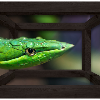 GLI APPUNTAMENTI DEL FINE SETTIMANA. Weekend a tu per tu con i serpenti