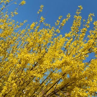 (Foto P.Valisa - CGP)