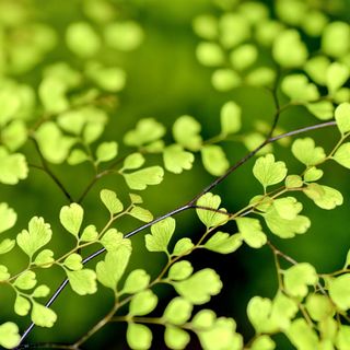 Avanza la primavera: massime oltre i 20 gradi per parecchi giorni (sabato escluso)