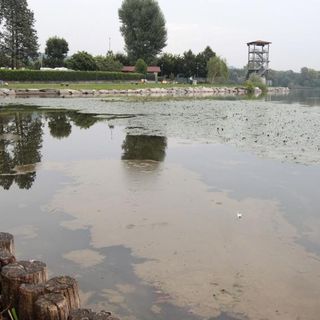 Lago di Varese inquinato dalle alghe: rinnovata la non balneabilità