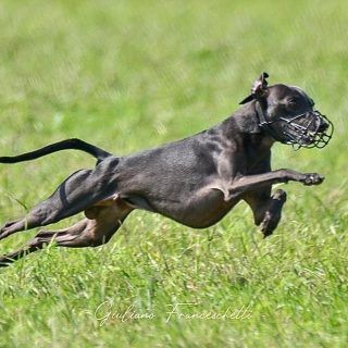 L'ippodromo fa marcia indietro, annullata la dimostrazione con i levrieri