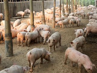 Peste suina, in Lombardia 53% maiali italiani. Coldiretti: «Bene ordinanza salva stalle»