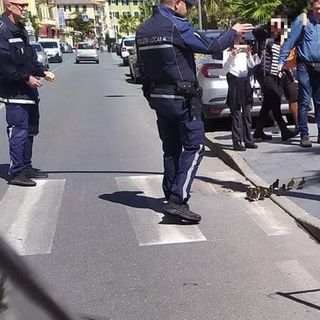 Varazze, mamma anatra a spasso con i suoi piccoli sotto lo sguardo attento della Polizia Locale e dei turisti