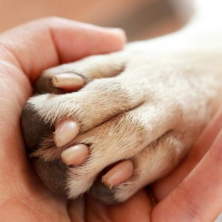 Cani e padroni insieme per sempre. La Lombardia verso la legge per la tumulazione comune