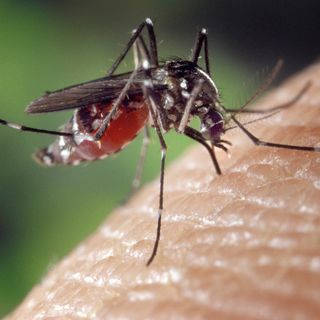 Virus del Nilo occidentale, 11 casi in Lombardia. Individuato anche nel Varesotto
