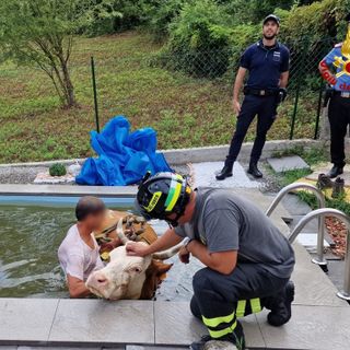 VIDEO E FOTO. Mucca scivola nella piscina di un'abitazione a Porto Valtravaglia. Salvata dai vigili del fuoco