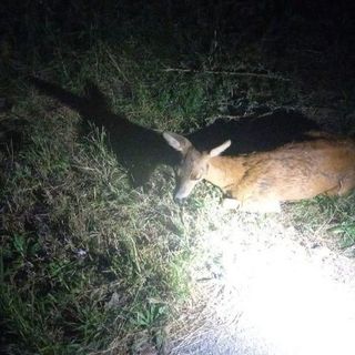 Capriolo vaga tra le auto, salvato dai vigili del fuoco
