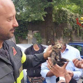 Gatto intrappolato nel vano motore di un'auto davanti a scuola: salvato dai vigili del fuoco