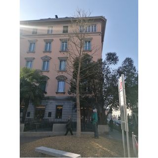 Il Piantino sta per &quot;fiorire&quot;, tra una decina di giorni compariranno le prime foglie