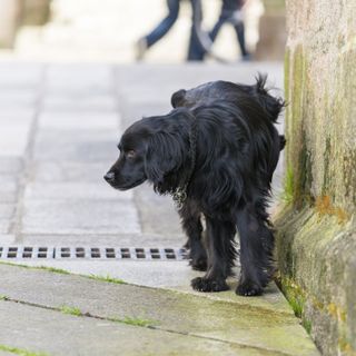 Commercianti ed esercenti infuriati con i proprietari di cani: «Stufi di pulire la pipì»