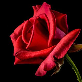 San Valentino, Coldiretti: da rose a viole e orchidee. Le scelte nel Varesotto