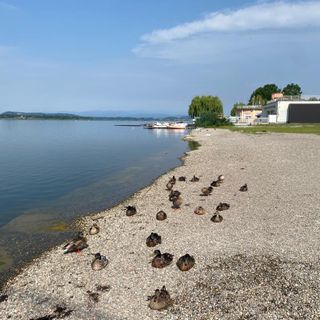 Il lido della Schiranna domani dovrebbe ospitare i primi bagni. Ma prima di revocare il divieto di balneazione, il sindaco Galimberti chiede chiarimenti alla Regione dopo i dubbi sollevati ieri dal presidente della commissione Sanità Emanuele Monti