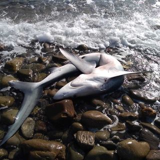 Le immagini della verdesca sulla spiaggia di Bussana