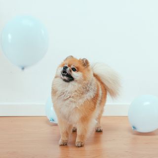 Toelettatura cani: ecco alcuni consigli utili per svolgerla in casa